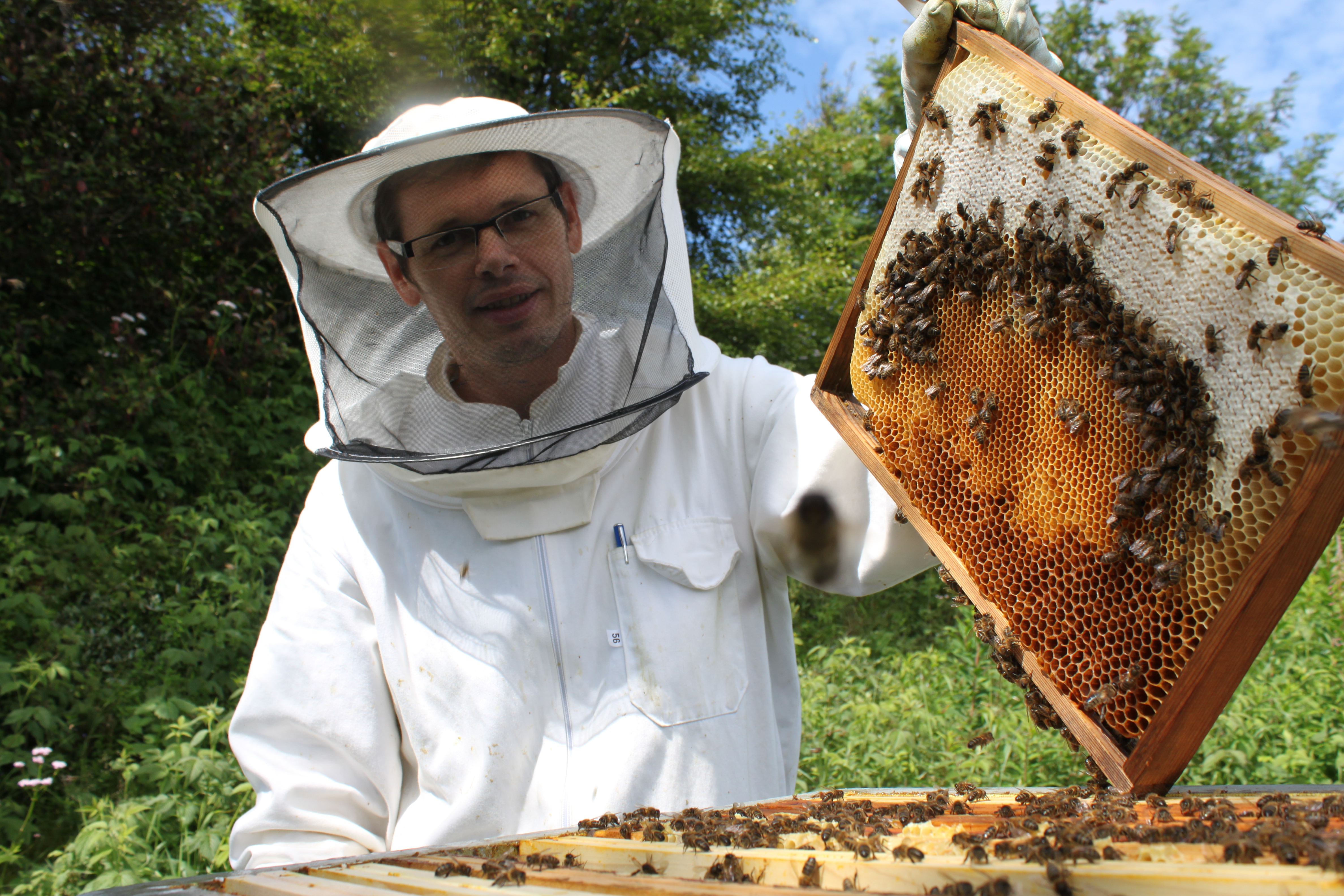 Honey Production Avinor