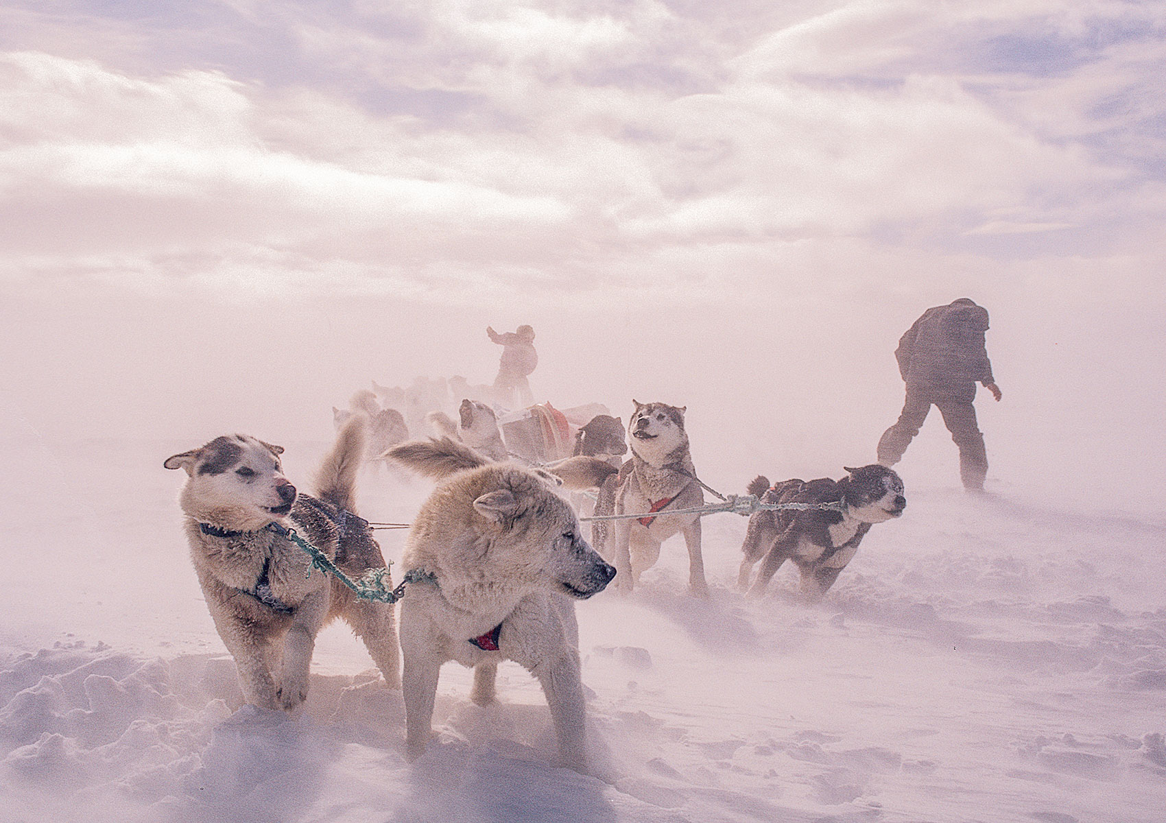 Huskies running with dog sled in windy winter landscape